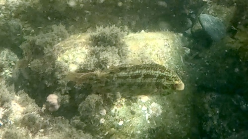 Symphodus roissali
