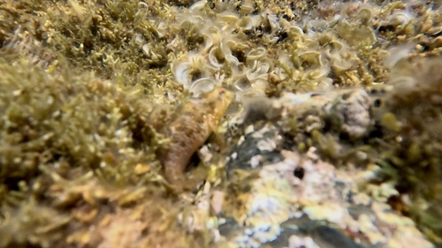 Parablennius incognitus
