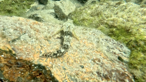 Gobius cobitis