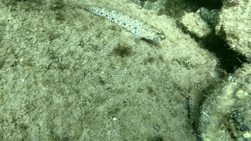 Gobius incognitus
