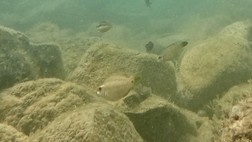 Symphodus tinca