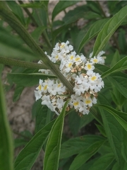 Lippia aristata