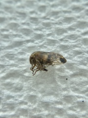 Smiliini