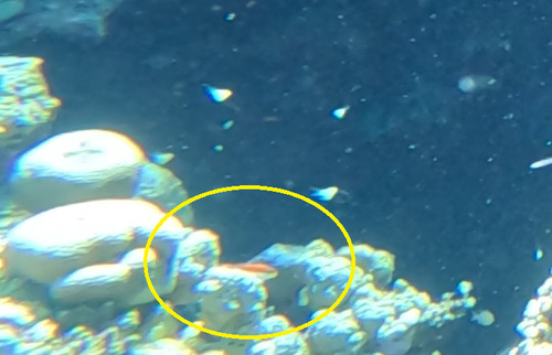 Paracirrhites forsteri
