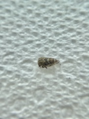 Smiliini