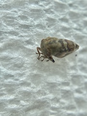 Smiliini