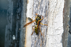 Polistes gallicus