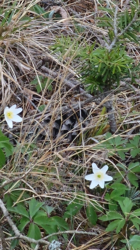 wood anemone