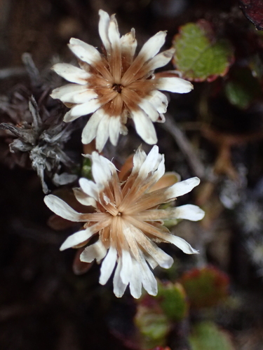Raoulia subsericea, photograph 6