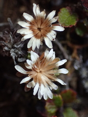 Raoulia subsericea, photograph (c) Liadan Dickie, some rights reserved (CC BY)