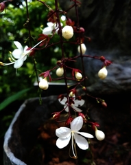 Clerodendrum schmidtii