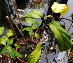 Clerodendrum schmidtii