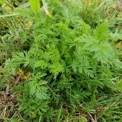 Torilis nodosa