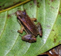 Allobates insperatus