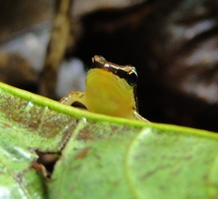 Allobates insperatus