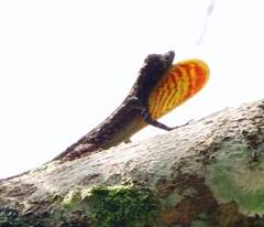 Anolis ortonii