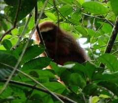 Plecturocebus discolor