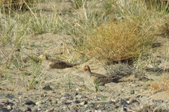 Syrrhaptes paradoxus