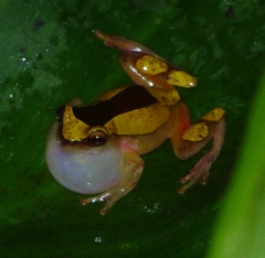 Dendropsophus triangulum