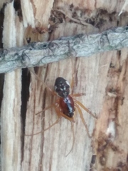 Pachygnatha listeri