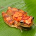 Hosteria la Selva Tree Frog - Photo (c) jorgebrito, some rights reserved (CC BY-NC), uploaded by jorgebrito