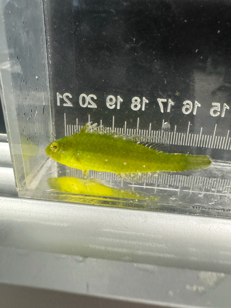Emerald Parrotfish (Nicholsina usta) — Scaridae