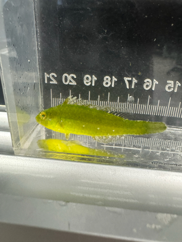 Emerald Parrotfish (Nicholsina usta) — Scaridae