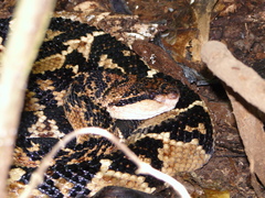 Lachesis muta