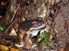 Leptodactylus knudseni