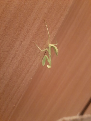 Transcaucasian Giant Mantis