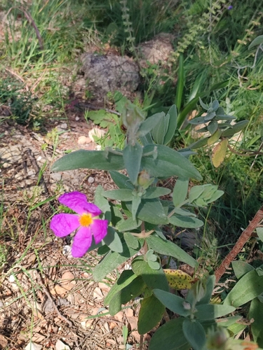 Cistus albidus iNat (2)