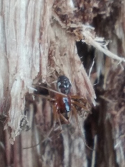Pachygnatha listeri
