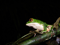 Phyllomedusa tarsius