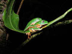 Callimedusa tomopterna