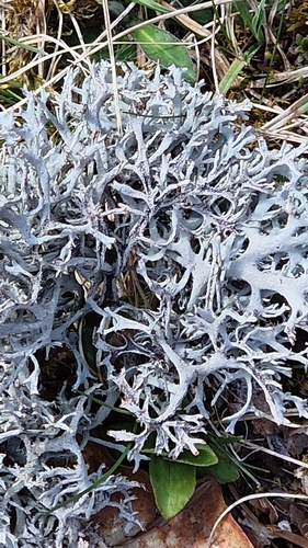 tree moss