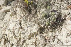 Matthiola odoratissima