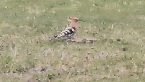 Common Hoopoe