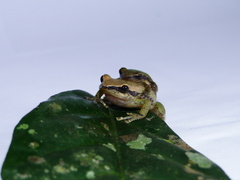 Pristimantis omeviridis