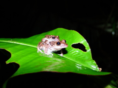 Pristimantis brevicrus