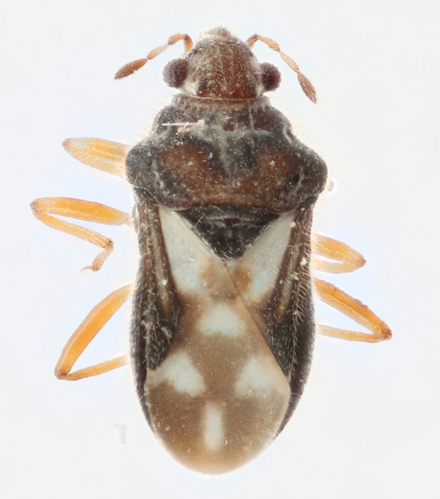 Velvet water bug