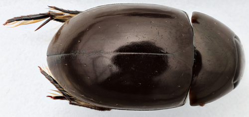 Tropisternus affinis