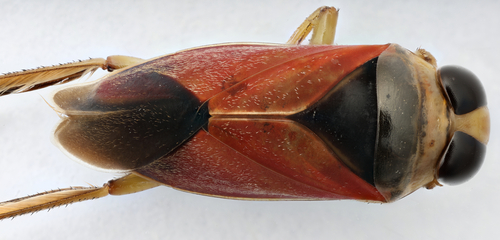 Notonecta lobata