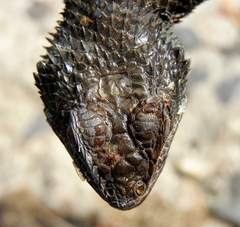 Sceloporus torquatus melanogaster