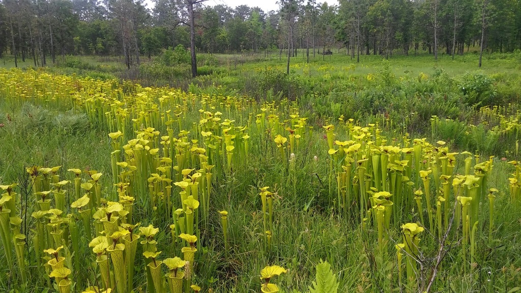North American pitcher plants (genus)