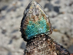 Sceloporus torquatus melanogaster
