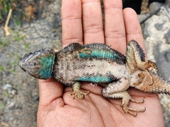 Sceloporus torquatus melanogaster