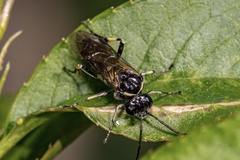 Macrophya alboannulata