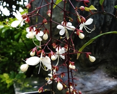 Clerodendrum schmidtii