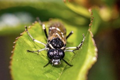 Macrophya alboannulata