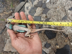 Sceloporus torquatus melanogaster